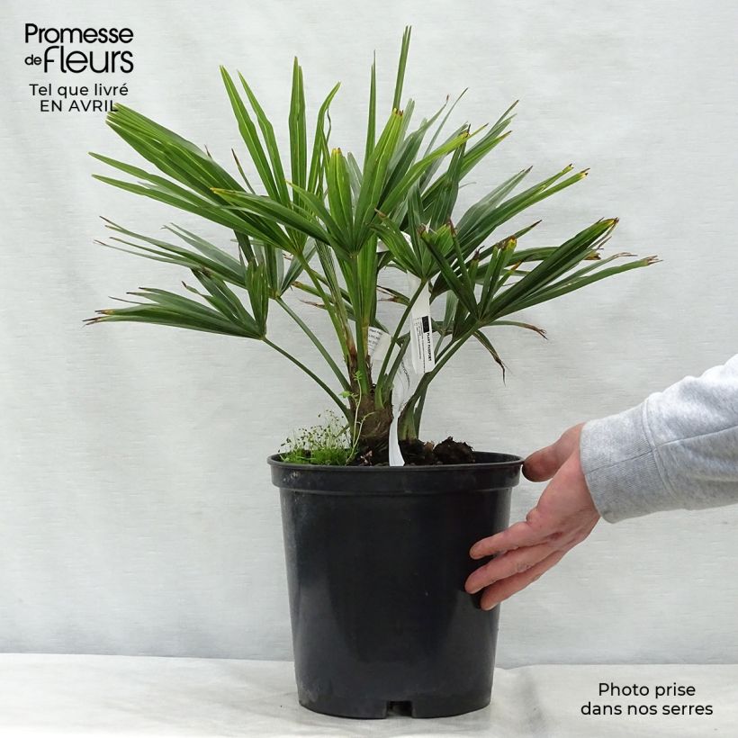 Exemplar von Trachycarpus fortunei - Fächerpalme Topf mit 6L/7L wie im Frühjahr geliefert
