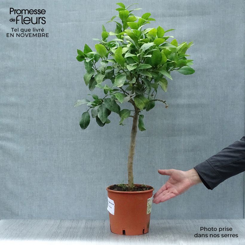 Exemplar von Grapefruit - Citrus x paradisi Topf mit 4L/5L, 1/4 Stängel wie im Herbst geliefert