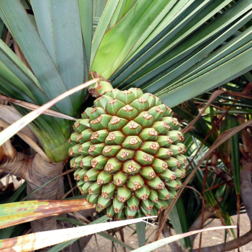 Pandanus utilis - Schraubenbaum (Ernte)