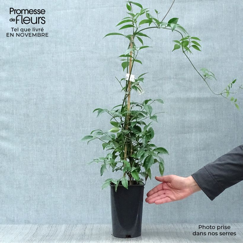 Exemplar von Pandorea jasminoïdes Alba - Pandoree Topf mit 2L/3L wie im Herbst geliefert