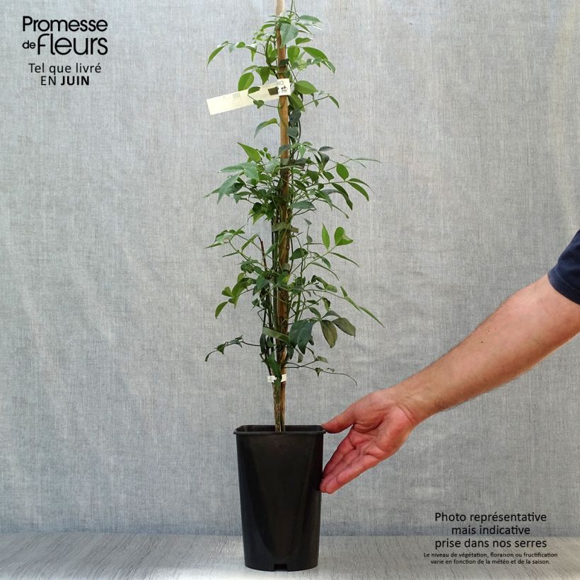 Exemplar von Pandorea jasminoïdes Alba - Pandoree Topf mit 2L/3L wie im Sommer geliefert