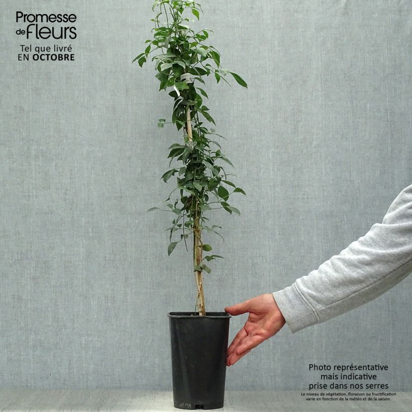 Exemplar von Pandorea jasminoïdes Rosea - Pandoree Topf mit 2L/3L wie im Herbst geliefert