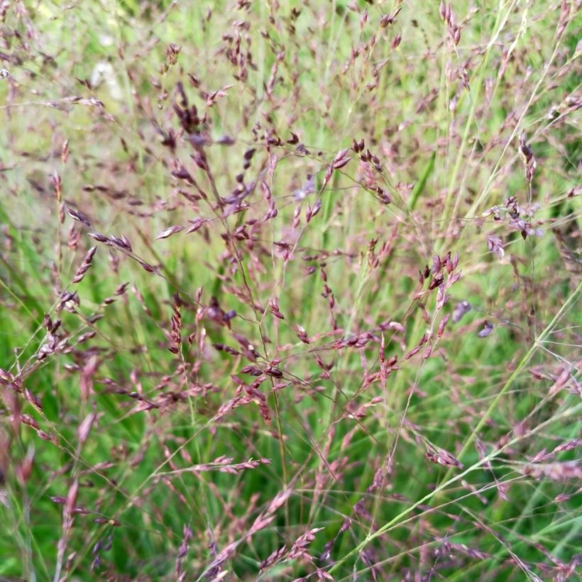 Panicum virgatum Purple Tears - Ruten-Hirse (Blüte)