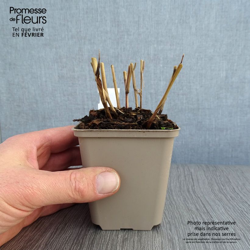 Exemplar von Panicum virgatum Blue Darkness - Ruten-Hirse Kleine Töpfe von 8/9 cm wie im Winter geliefert