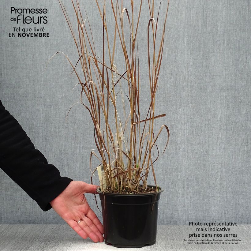Exemplar von Panicum virgatum Cloud Nine - Ruten-Hirse Topf mit 1L/1,5L wie im Herbst geliefert