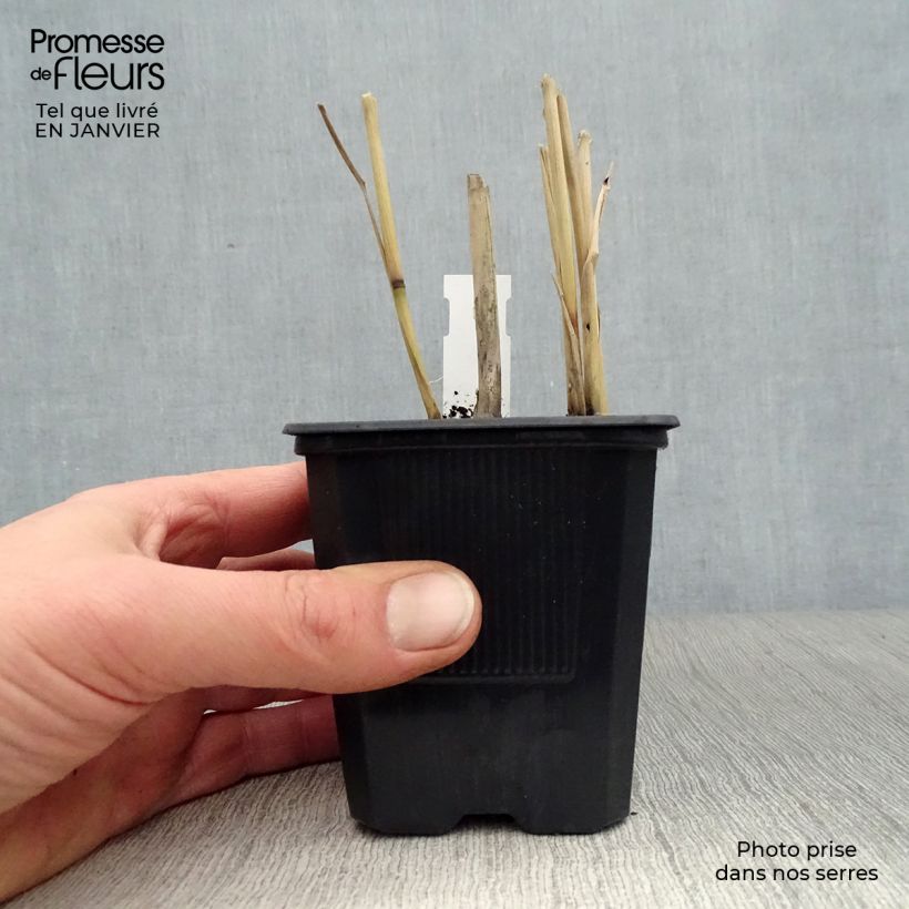 Exemplar von Panicum virgatum Dallas Blues - Ruten-Hirse Kleine Töpfe von 8/9 cm wie im Winter geliefert