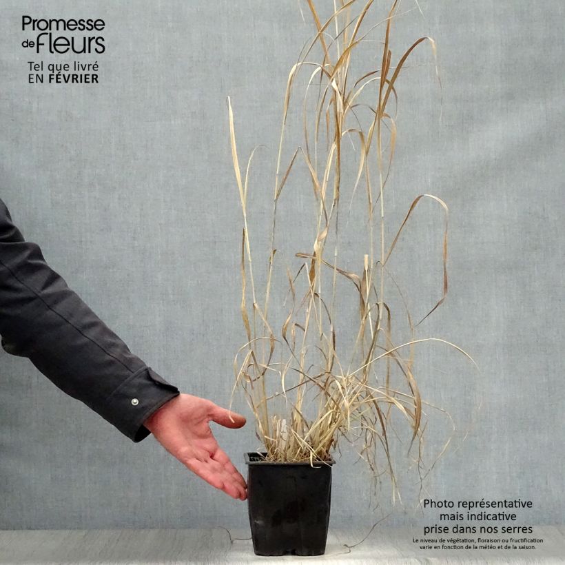 Exemplar von Panicum virgatum Dallas Blues - Ruten-Hirse Topf mit 2L/3L wie im Winter geliefert