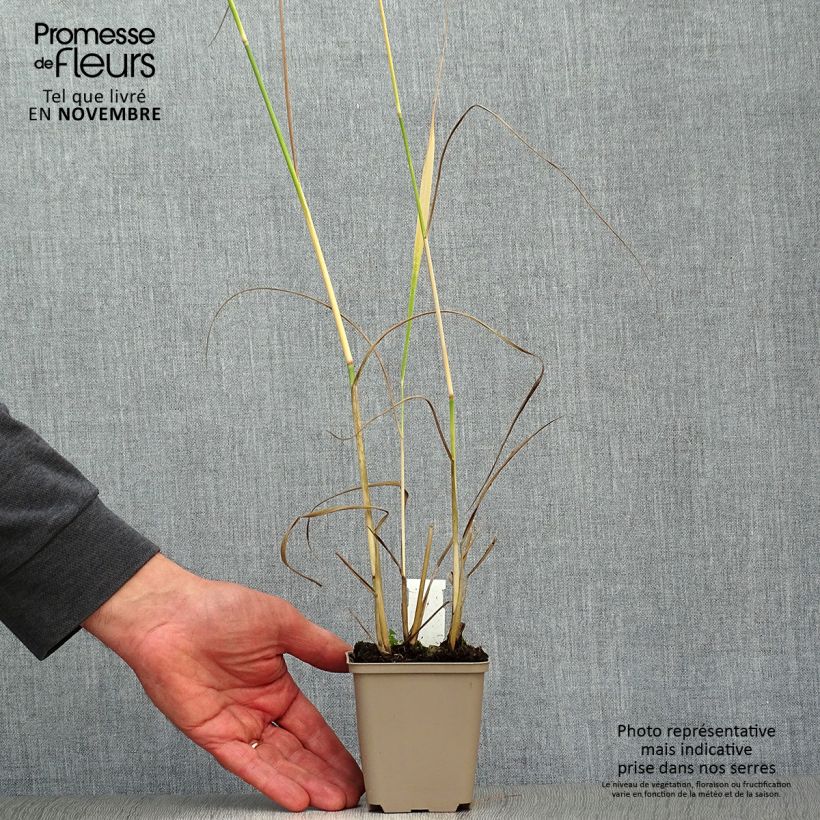 Exemplar von Panicum virgatum Heavy Metal - Ruten-Hirse Kleine Töpfe von 8/9 cm wie im Herbst geliefert