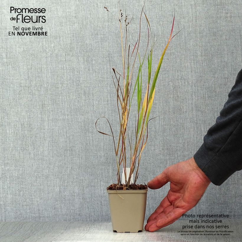Exemplar von Panicum virgatum Heiliger Hain - Ruten-Hirse Kleine Töpfe von 8/9 cm wie im Herbst geliefert