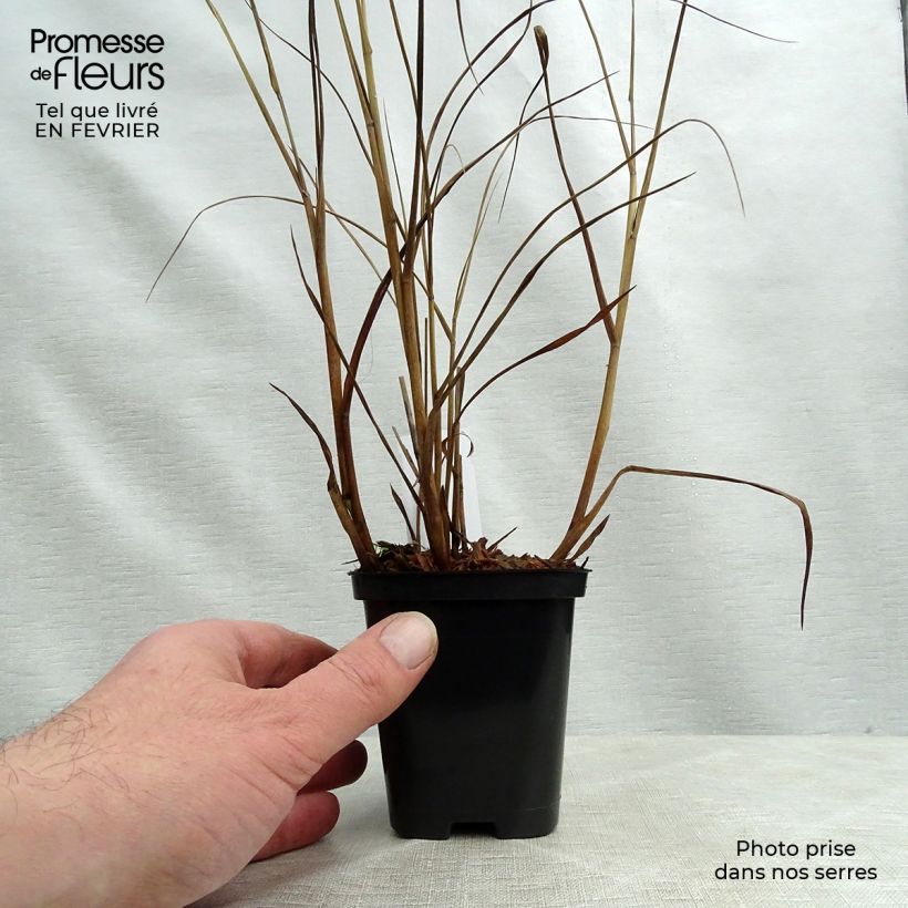 Exemplar von Panicum virgatum Heiliger Hain - Ruten-Hirse Kleine Töpfe von 8/9 cm wie im Winter geliefert