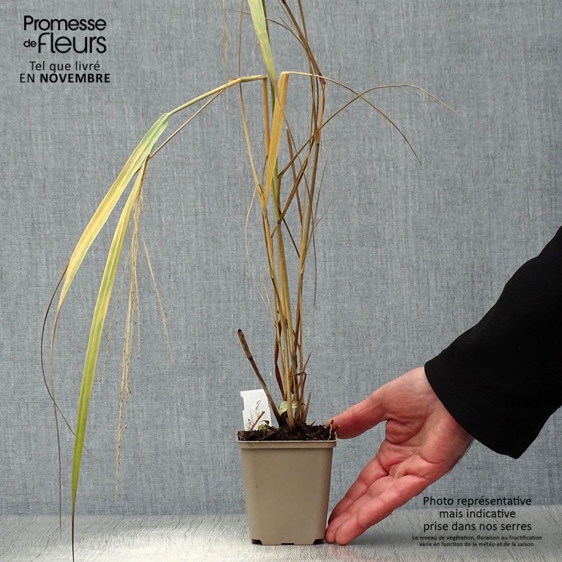 Exemplar von Panicum virgatum Northwind - Ruten-Hirse Kleine Töpfe von 8/9 cm wie im Herbst geliefert