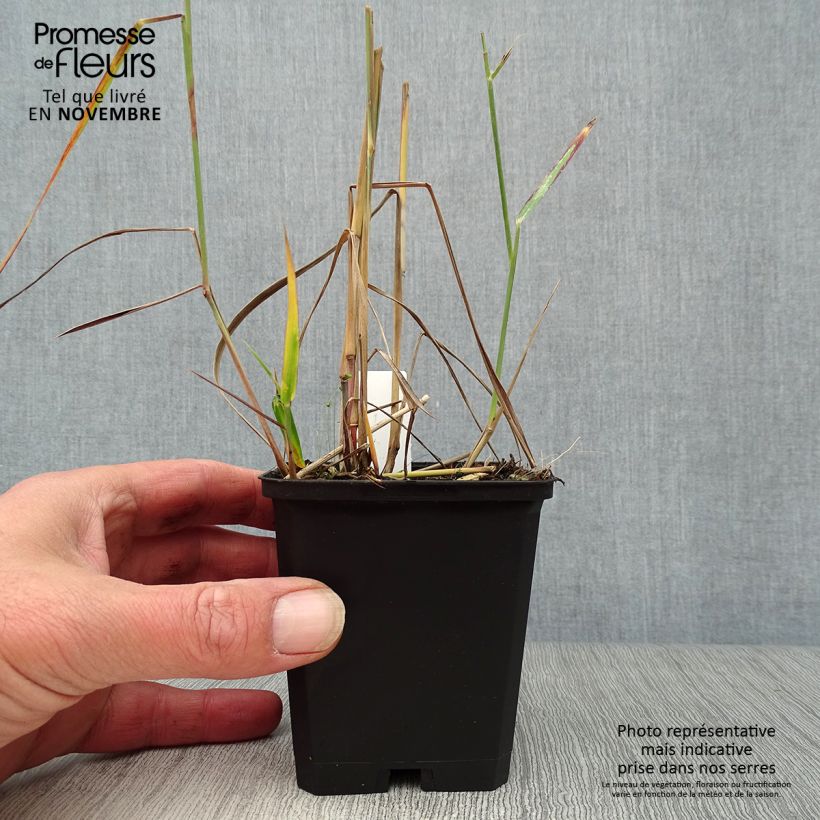 Exemplar von Panicum virgatum Rehbraun - Ruten-Hirse Kleine Töpfe von 8/9 cm wie im Herbst geliefert