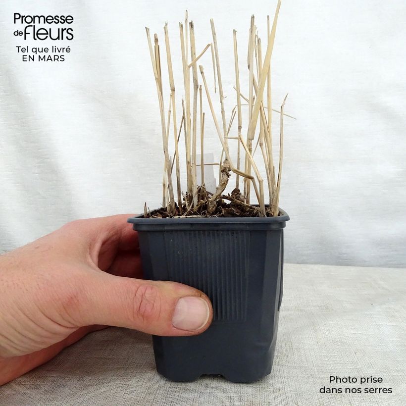 Exemplar von Panicum virgatum Rotstrahlbusch - Ruten-Hirse Kleine Töpfe von 8/9 cm wie im Frühjahr geliefert