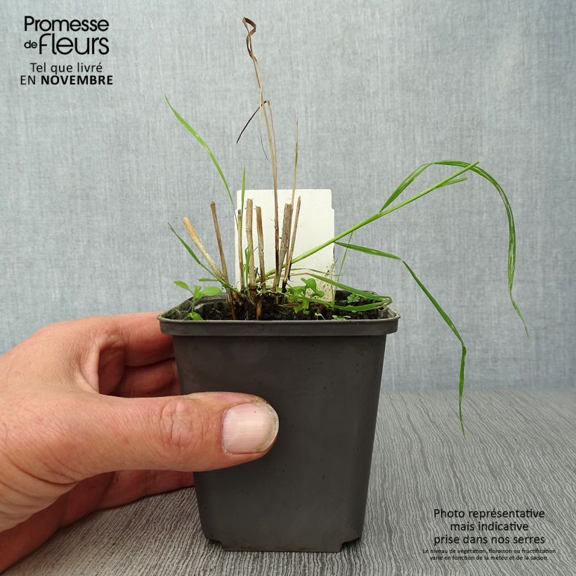 Exemplar von Panicum virgatum Shenandoah - Ruten-Hirse Kleine Töpfe von 8/9 cm wie im Herbst geliefert