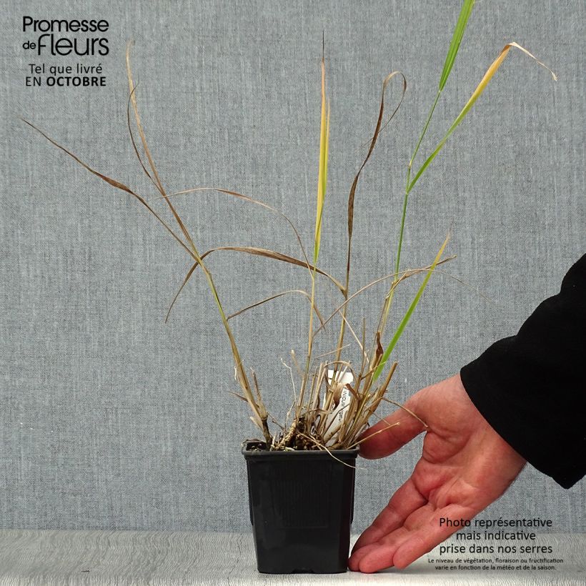 Exemplar von Panicum virgatum Warrior - Ruten-Hirse Kleine Töpfe von 8/9 cm wie im Herbst geliefert