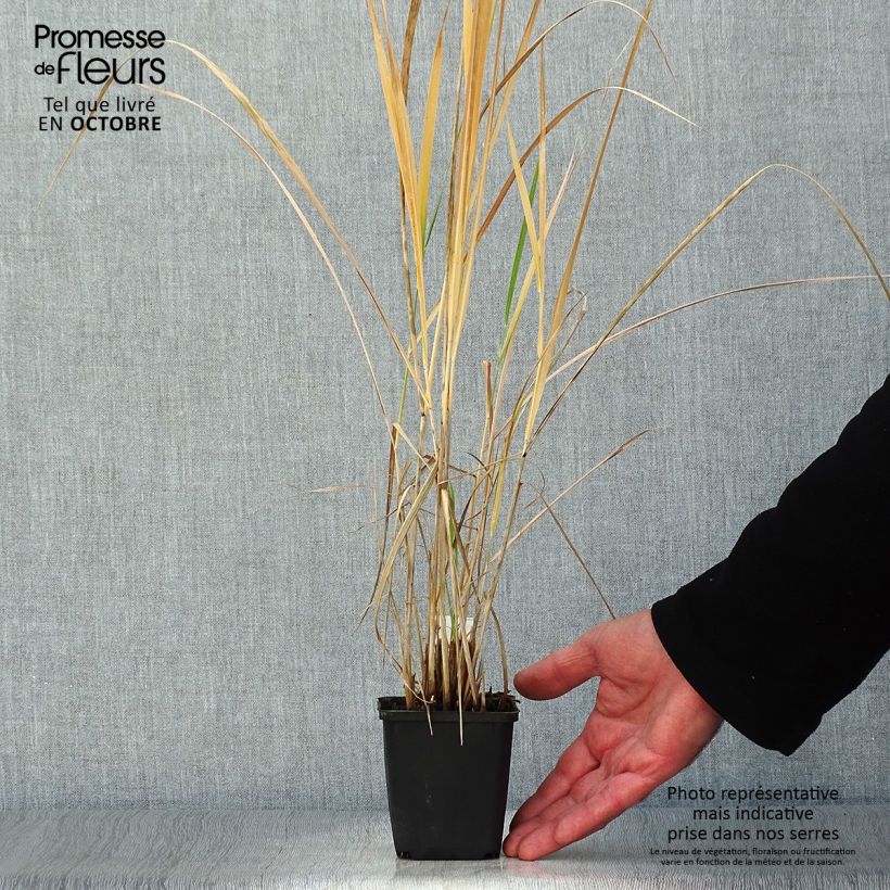 Exemplar von Panicum amarum - Hirse Kleine Töpfe von 8/9 cm wie im Herbst geliefert