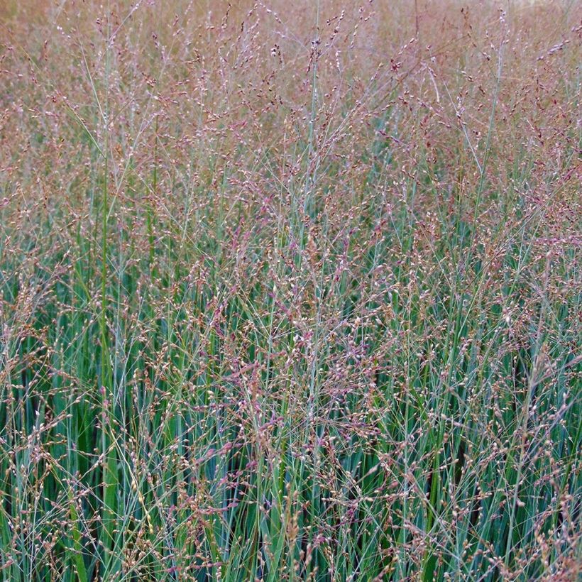 Panicum virgatum Cloud Nine - Ruten-Hirse (Blüte)