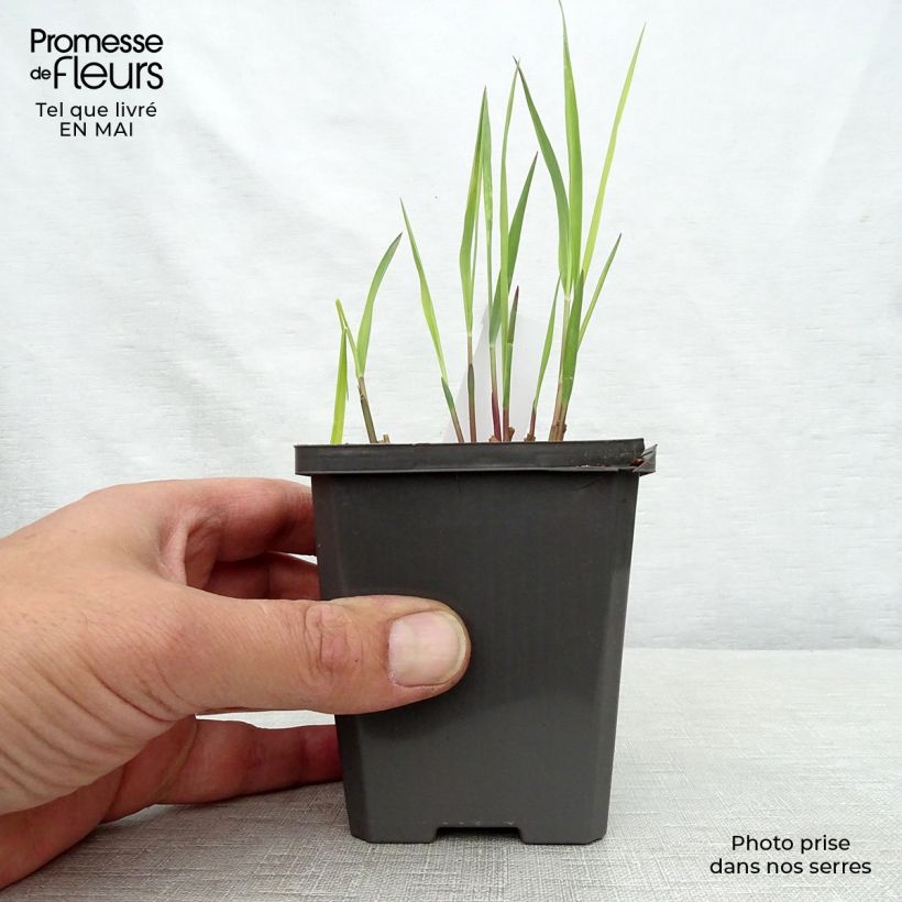 Exemplar von Panicum virgatum Purple Breeze - Ruten-Hirse Kleine Töpfe von 8/9 cm wie im Frühjahr geliefert
