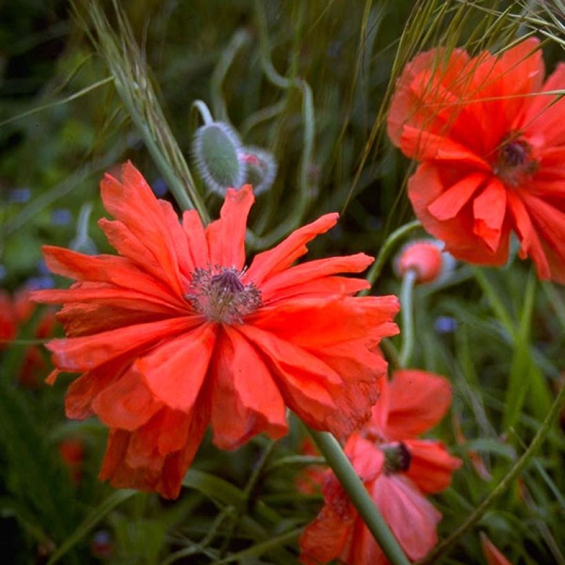 Orientalischer Mohn May Queen - Papaver orientale (Blüte)
