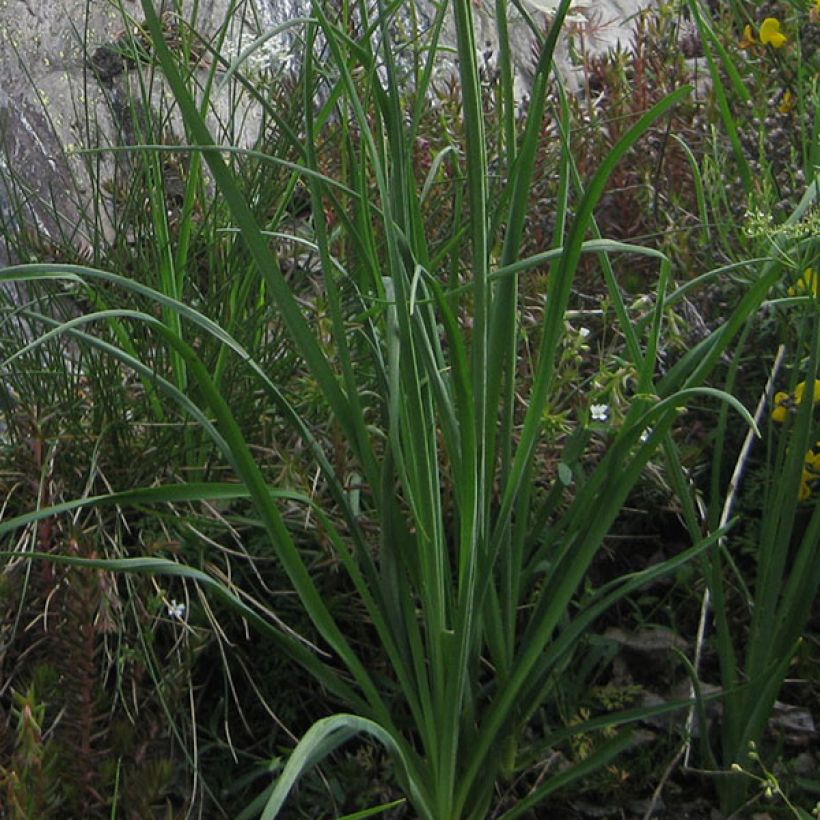 Paradisea liliastrum - Weiße Trichterlilie (Laub)