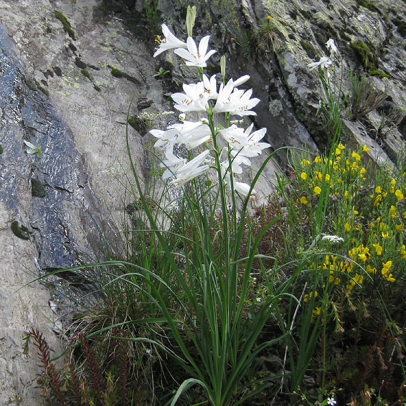 Paradisea liliastrum - Weiße Trichterlilie (Hafen)