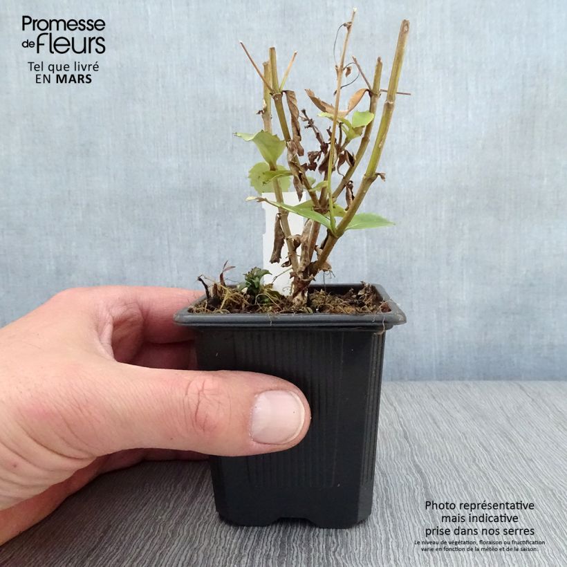 Exemplar von Parahebe catarractae Avalanche - Parahebe Kleine Töpfe von 8/9 cm wie im Frühjahr geliefert