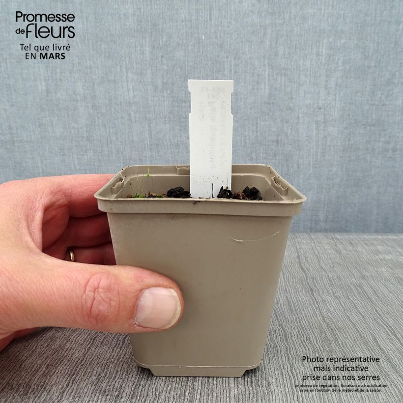 Exemplar von Paris quadrifolia - Einbeere Kleine Töpfe von 8/9 cm wie im Winter geliefert