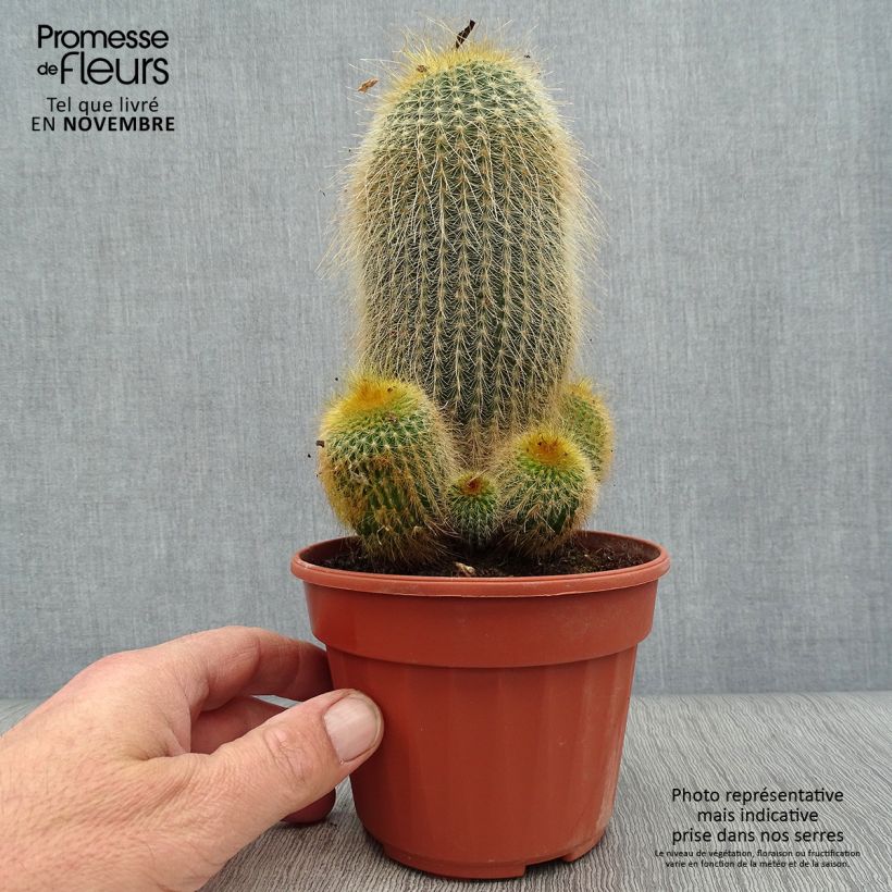 Exemplar von Parodia leninghausii - Parodie Topf 12 cm / 13 cm wie im Herbst geliefert