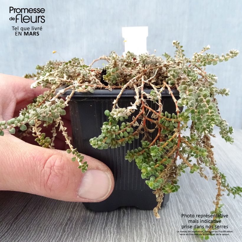 Exemplar von Paronychia kapela subsp. serpyllifolia - Mauermiere Kleine Töpfe von 8/9 cm wie im Frühjahr geliefert