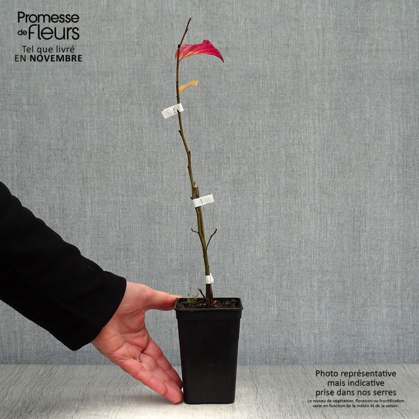 Exemplar von Eisenbaum Bella - Parrotia persica Kleine Töpfe von 8/9 cm wie im Herbst geliefert