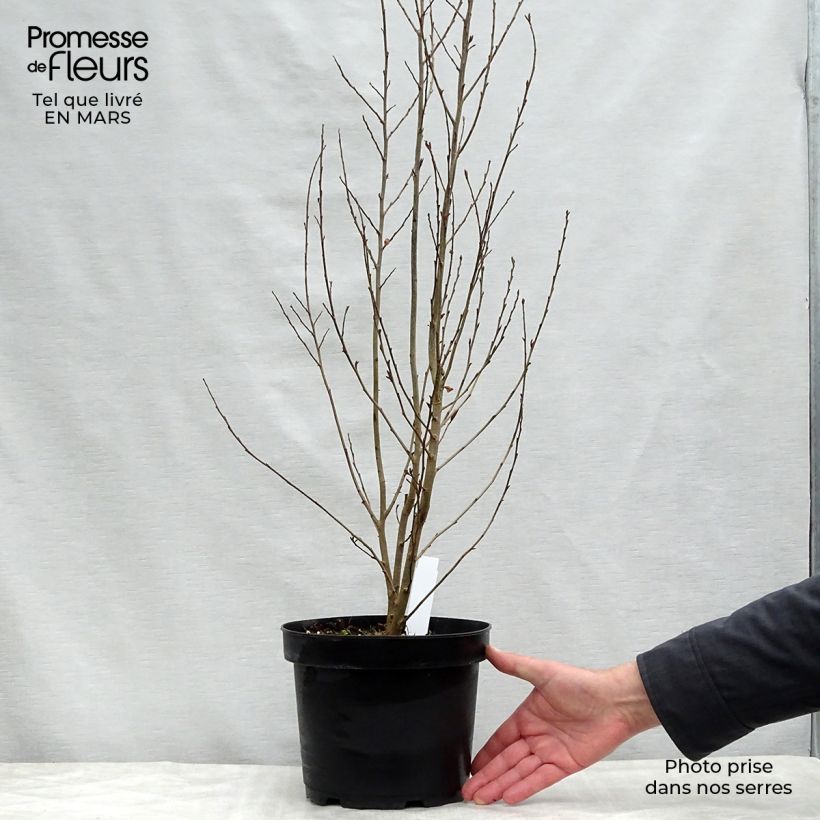 Exemplar von Eisenbaum Persian Spire - Parrotia persica Topf mit 3L/4L wie im Frühjahr geliefert