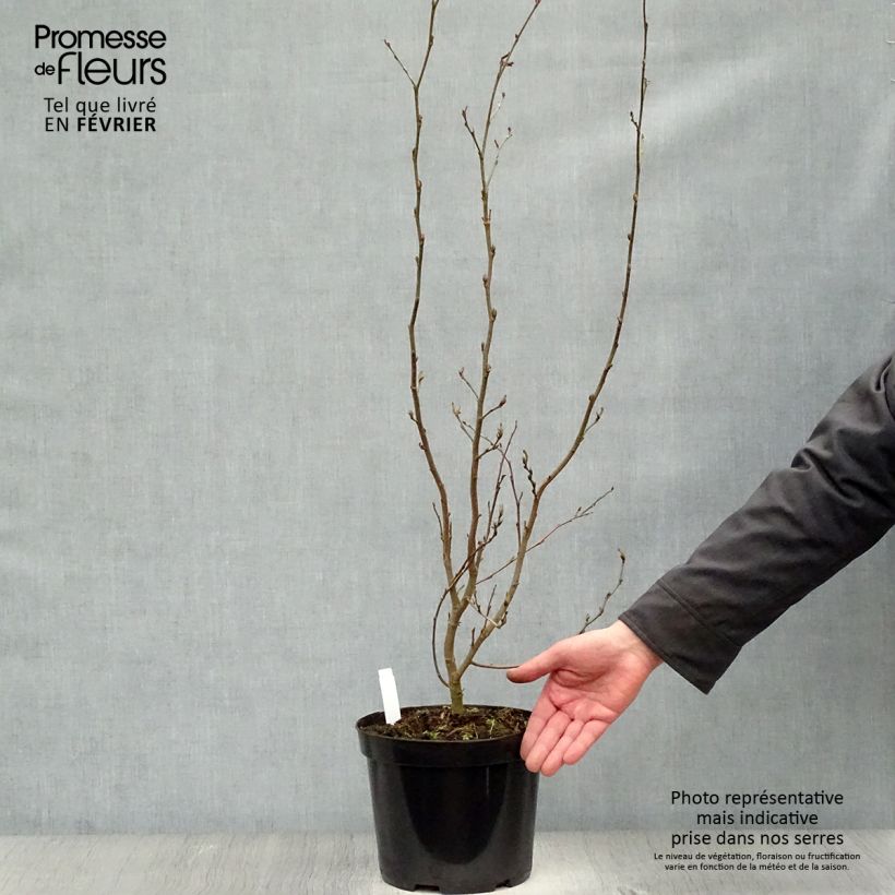 Exemplar von Eisenbaum Vanessa - Parrotia persica Topf mit 4L/5L wie im Winter geliefert