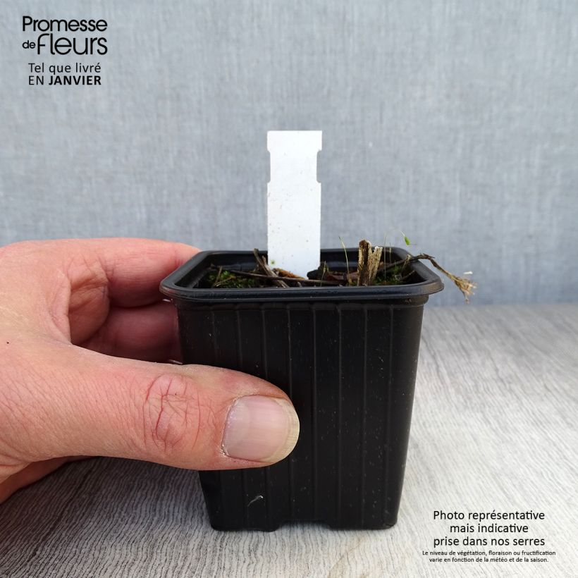 Exemplar von Prärie-Ampfer - Parthenium integrifolium Kleine Töpfe von 8/9 cm wie im Winter geliefert