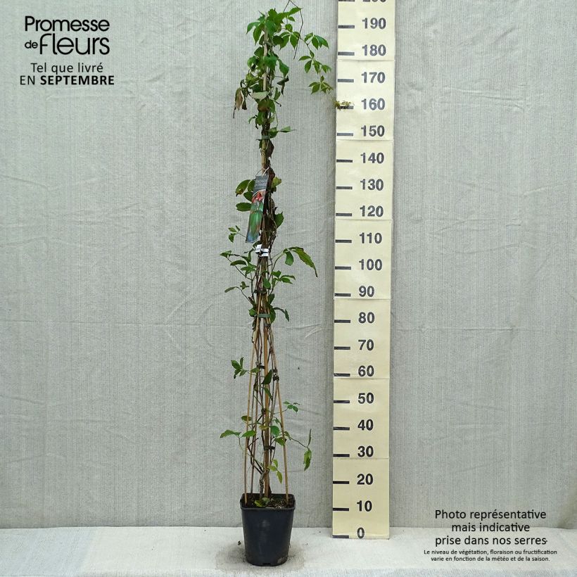 Exemplar von Gewöhnliche Jungfernrebe - Parthenocissus viteacea Topf mit 4L/5L wie im Herbst geliefert