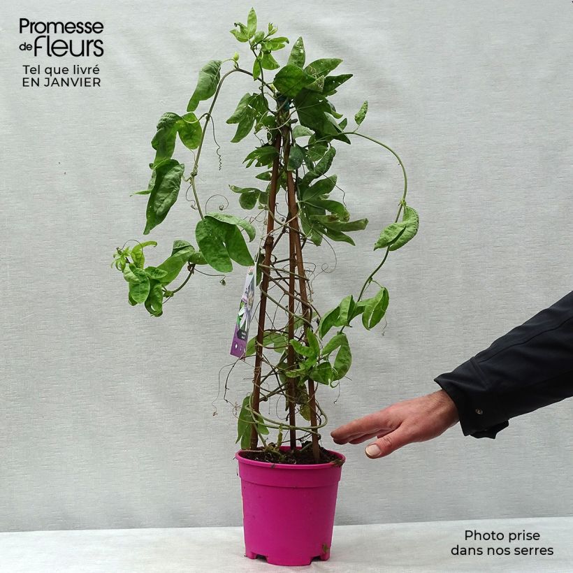 Exemplar von Passionsblume allardii - Passiflora Topf mit 2L/3L wie im Winter geliefert