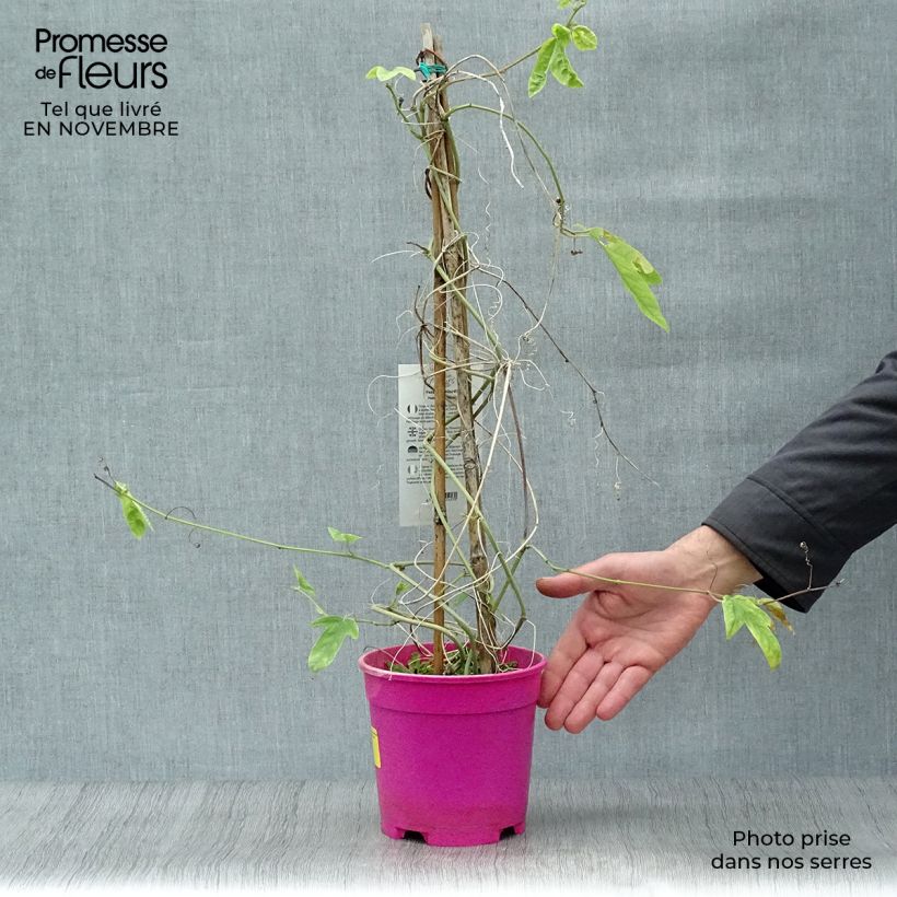 Exemplar von Passionsblume allardii - Passiflora Topf mit 2L/3L wie im Herbst geliefert