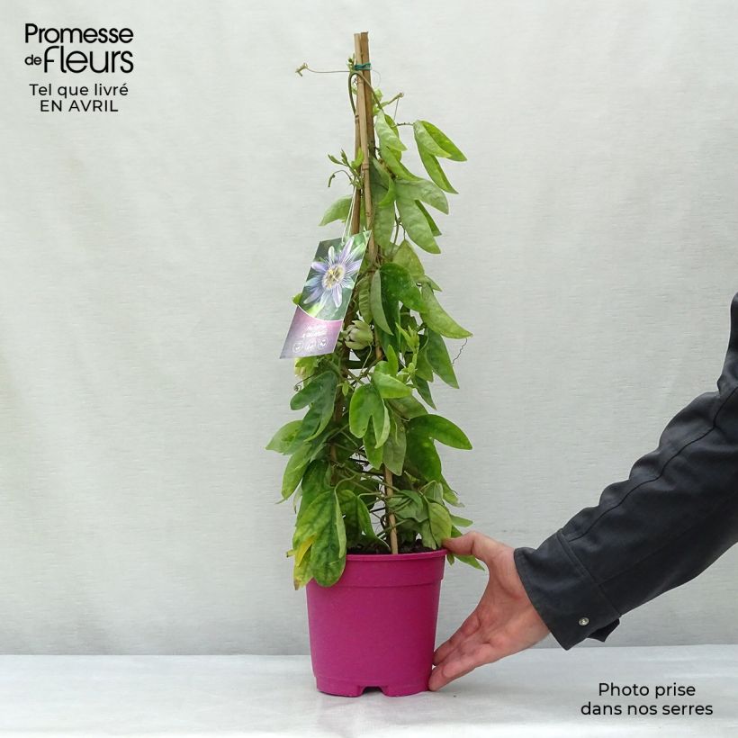 Exemplar von Passionsblume allardii - Passiflora Topf mit 2L/3L wie im Frühjahr geliefert