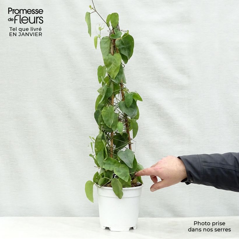 Exemplar von Passionsblume - Passiflora mucronata Topf mit 2L/3L wie im Winter geliefert