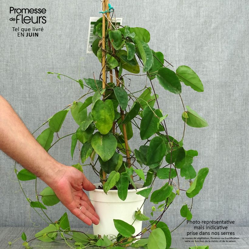 Exemplar von Passionsblume - Passiflora mucronata Topf mit 2L/3L wie im Sommer geliefert