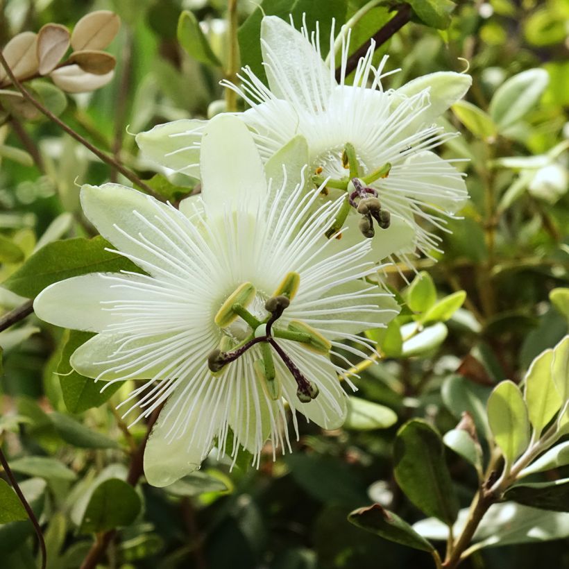 Weiße Passionsblume - Passiflora subpeltata (Blüte)