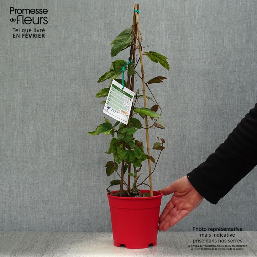 Exemplar von Rote Passionsblume - Passiflora vitifolia Topf mit 2L/3L wie im Winter geliefert
