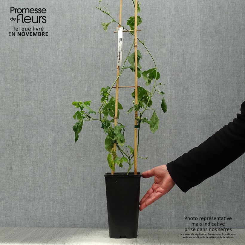 Exemplar von Fleischfarbene Passionsblume Eia popeia - Passiflora incarnata Topf mit 2L/3L wie im Herbst geliefert
