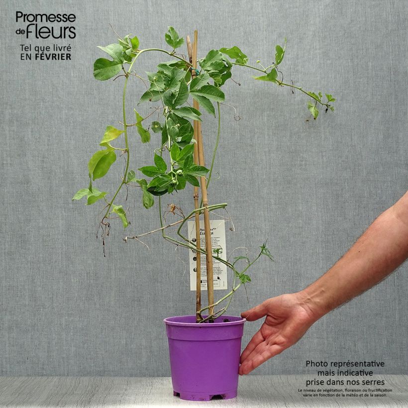 Exemplar von Passionsblume Essenza - Passiflora Topf mit 2L/3L wie im Herbst geliefert