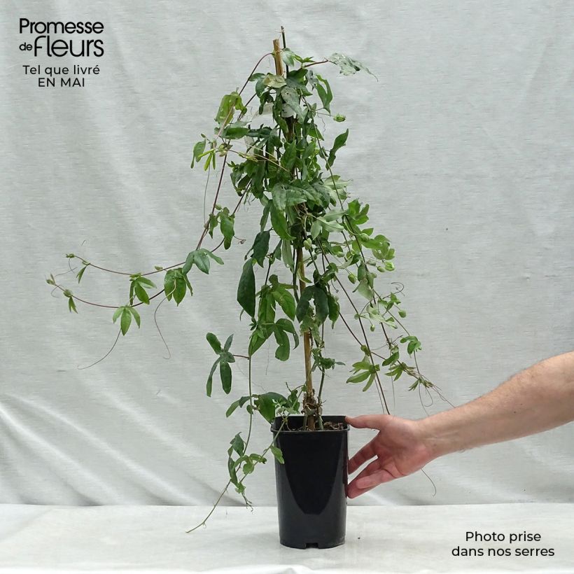 Exemplar von Passionsblume Lady Betty Myles Young - Passiflora Topf mit 3L/4L wie im Frühjahr geliefert