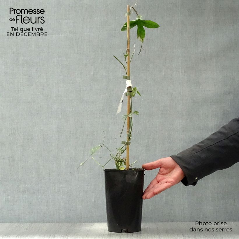 Exemplar von Passionsblume Lady Betty Myles Young - Passiflora Topf mit 3L/4L wie im Winter geliefert