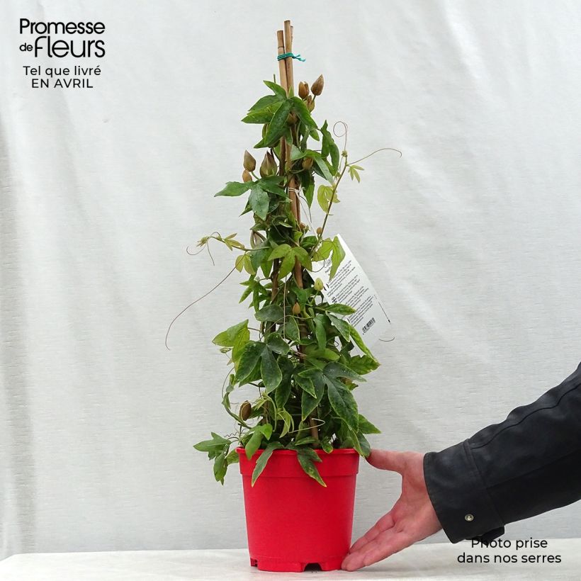 Exemplar von Passionsblume Michael - Passiflora Topf mit 2L/3L wie im Frühjahr geliefert