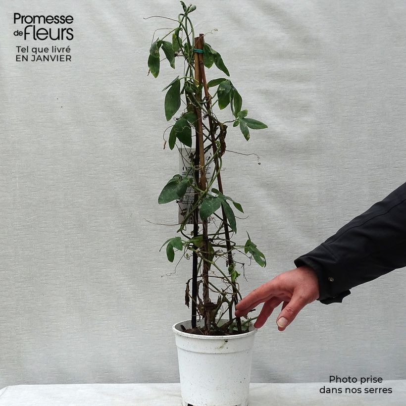 Exemplar von Passionsblume Panda - Passiflora Topf mit 2L/3L wie im Winter geliefert