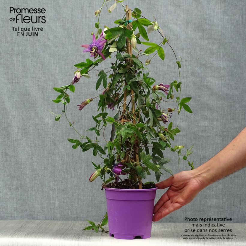 Exemplar von Passionsblume Purple Passion - Passiflora Topf mit 2L/3L wie im Sommer geliefert