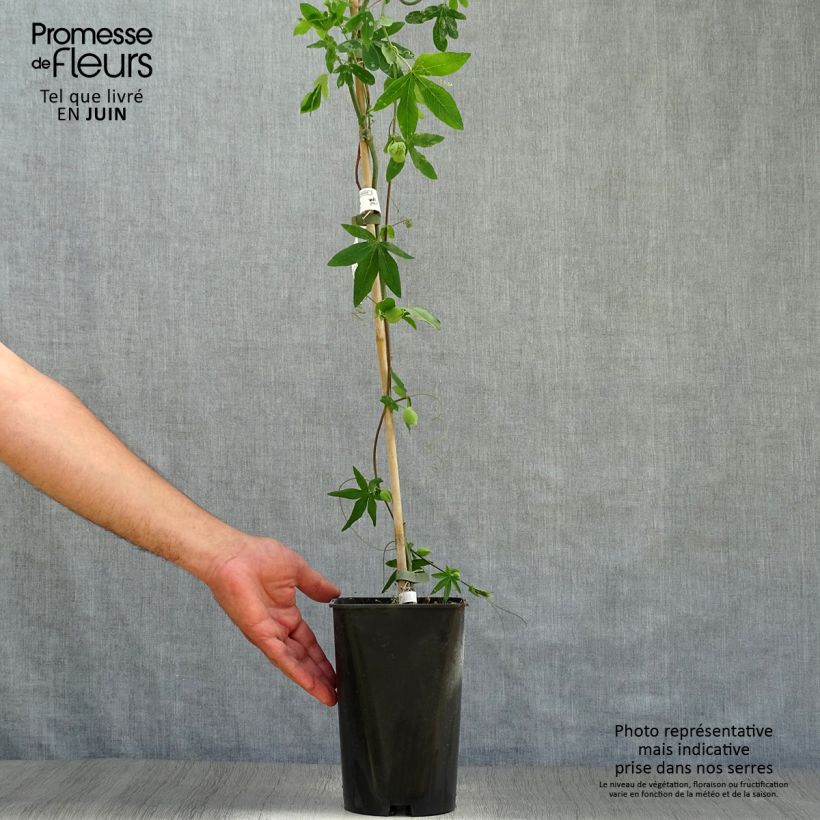 Exemplar von Passionsblume Snow Queen - Passiflora hybrida Topf mit 2L/3L wie im Sommer geliefert
