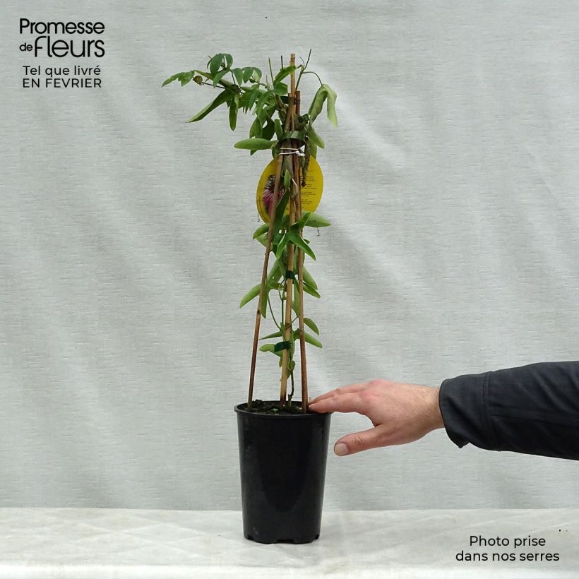 Exemplar von Passionsblume Victoria - Passiflora Topf mit 2L/3L wie im Winter geliefert